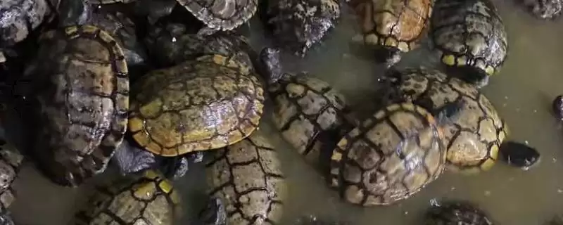 什么是古巴彩龟？了解古巴彩龟要知晓哪些关键的生物特性和分布？-会东网