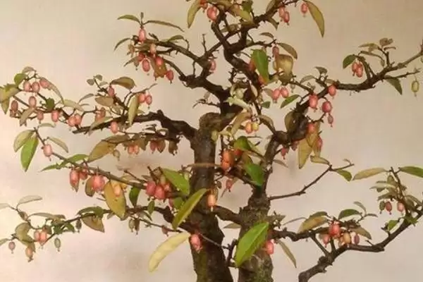 认识羊奶子的方法和重点?认识羊奶子要做好哪些细节?插图4 认识羊奶子的方法和重点?认识羊奶子要做好哪些细节?插图4