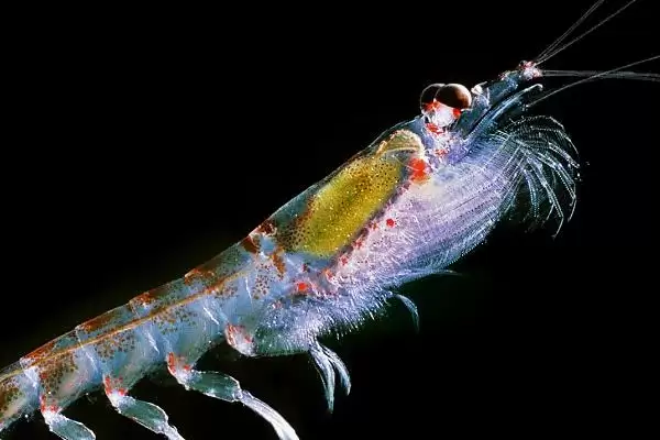 为什么磷虾不能吃?磷虾食用禁忌知识与养鱼关键细节?插图1 为什么磷虾不能吃?磷虾食用禁忌知识与养鱼关键细节?插图1