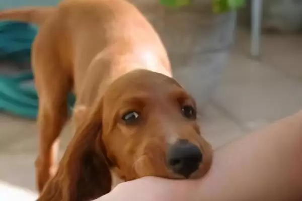 判断羊牙齿划破手指是否要打疫苗的方法和重点?判断羊牙齿划破手指是否要打疫苗要做好哪些细节?插图5 判断羊牙齿划破手指是否要打疫苗的方法和重点?判断羊牙齿划破手指是否要打疫苗要做好哪些细节?插图5