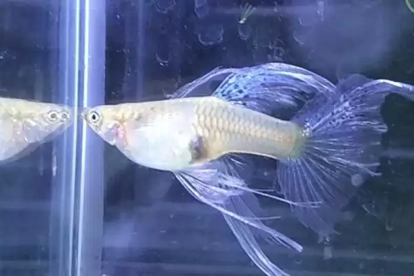 小孔雀鱼变色过程是怎样的？小孔雀鱼变色知识与养鱼重点细节分享？插图2