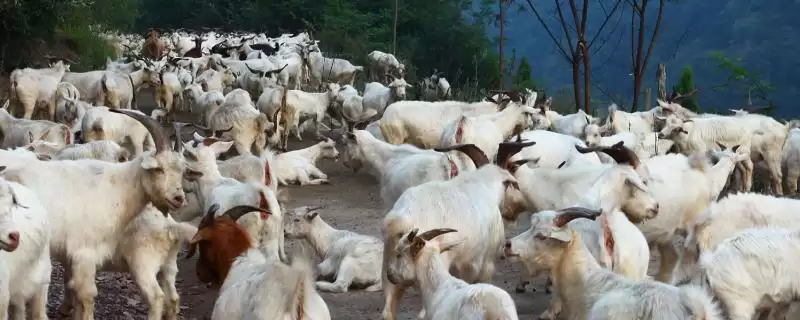 解决羊不吃草喜欢躺卧没精神问题的方法和重点？解决羊不吃草喜欢躺卧没精神问题要做好哪些细节？-会东网