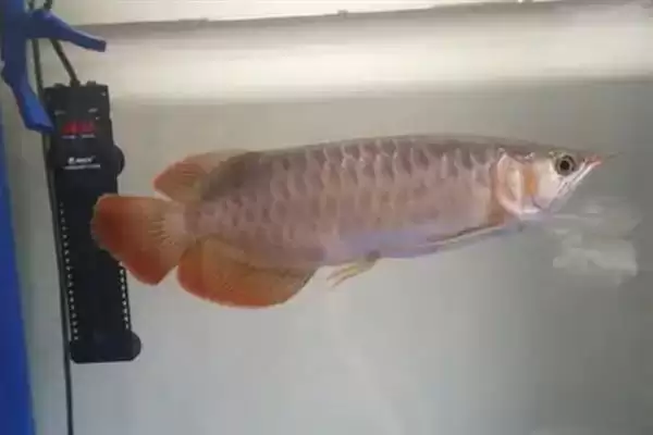 银龙鱼喂活泥鳅好不好？银龙鱼食物选择与养鱼要点？插图4