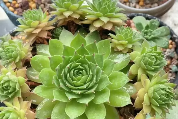 鱼子酱与洛可可、泡泡糖、达芙妮有何区别？鱼子酱知识与养鱼重点？插图9
