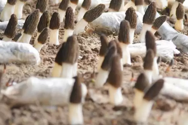 探寻羊肚菌幼菇发黄死亡原因的方法和重点?探寻羊肚菌幼菇发黄死亡原因要做好哪些细节?插图3 探寻羊肚菌幼菇发黄死亡原因的方法和重点?探寻羊肚菌幼菇发黄死亡原因要做好哪些细节?插图3