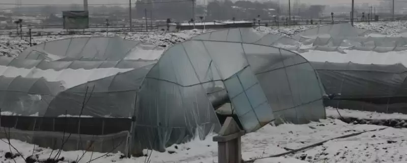 养殖遇到雪灾咋处理？雪灾应对与养鱼方法关键细节？-会东网
