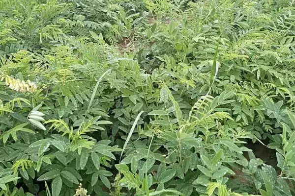 热门的农村水产养殖项目有哪些？农村水产项目与养鱼方法要点？插图7