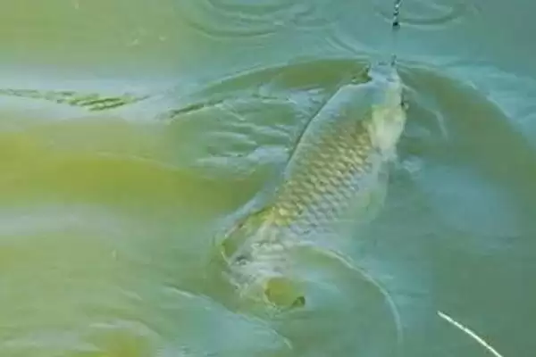 用啥钓草鱼容易上钩？草鱼垂钓饵料与养鱼重点细节？插图3