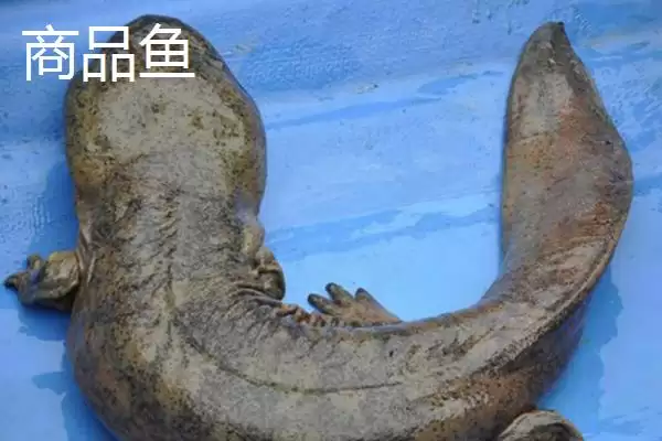 娃娃鱼商品鱼和种鱼的鉴别方法是什么？娃娃鱼种鱼鉴别方法与养鱼要点？插图1