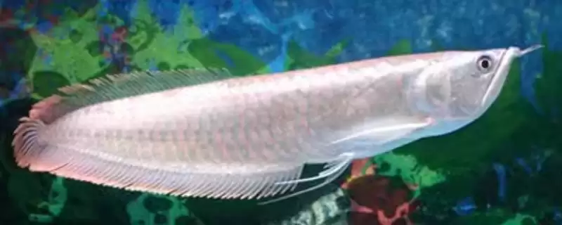 银龙鱼喂活泥鳅好不好？银龙鱼食物选择与养鱼要点？-会东网
