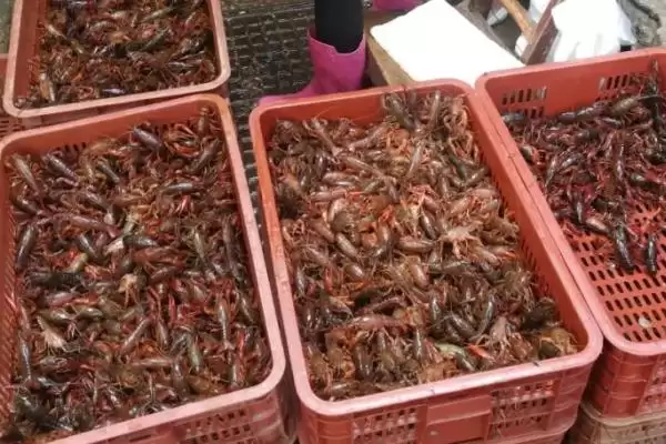 小龙虾6到8钱大小的要点和判断？了解小龙虾规格需关注哪些关键信息？插图3