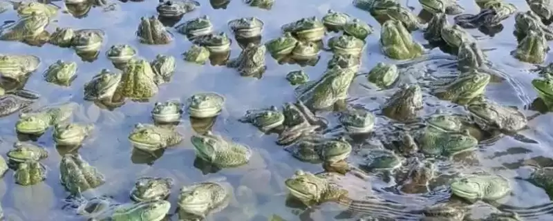 养殖一亩牛蛙投资金额多少？牛蛙养殖投资与养鱼重点？-会东网