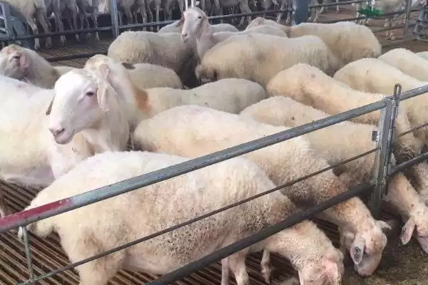 养羊注意事项的方法和重点?养羊注意事项要做好哪些细节?插图1 养羊注意事项的方法和重点?养羊注意事项要做好哪些细节?插图1