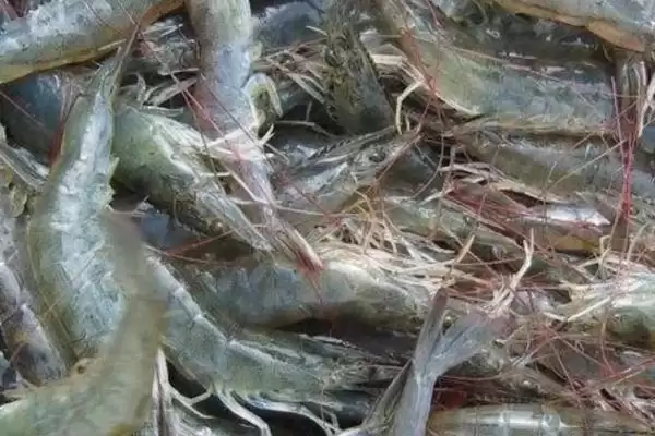 了解养虾过程中存在问题的方法和重点?了解养虾过程中存在问题要做好哪些细节?插图6 了解养虾过程中存在问题的方法和重点?了解养虾过程中存在问题要做好哪些细节?插图6