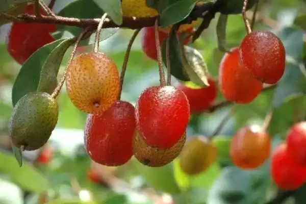 认识羊奶子的方法和重点?认识羊奶子要做好哪些细节?插图1 认识羊奶子的方法和重点?认识羊奶子要做好哪些细节?插图1