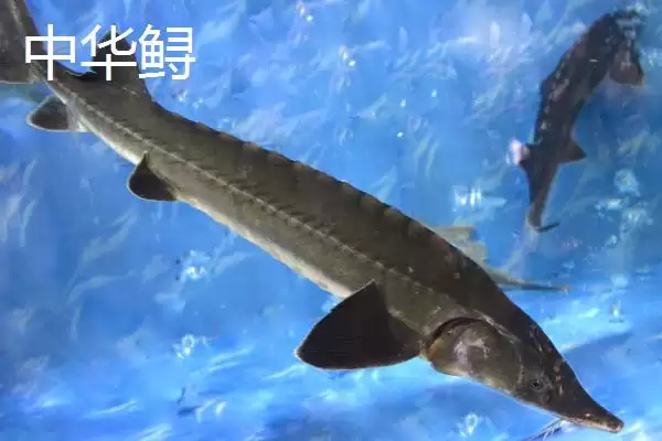 鲟鳇鱼和中华鲟区别是啥？鱼类辨别与养鱼重点事项？插图1