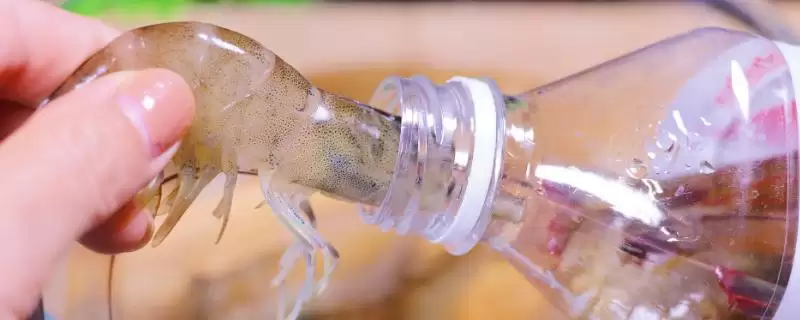 鲜虾保存的方法和要点？保存鲜虾需掌握哪些关键技巧？-会东网