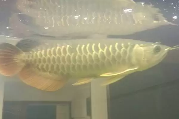 银龙鱼能不能喂红虫？银龙鱼喂食知识与养鱼关键细节？插图2