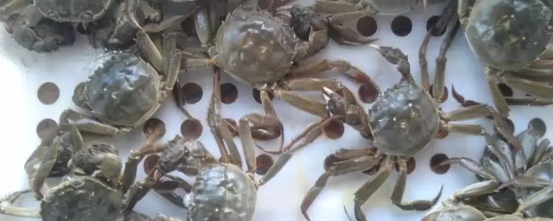什么是太湖蟹？了解太湖蟹要知晓哪些关键的生物特性和产地信息？-会东网
