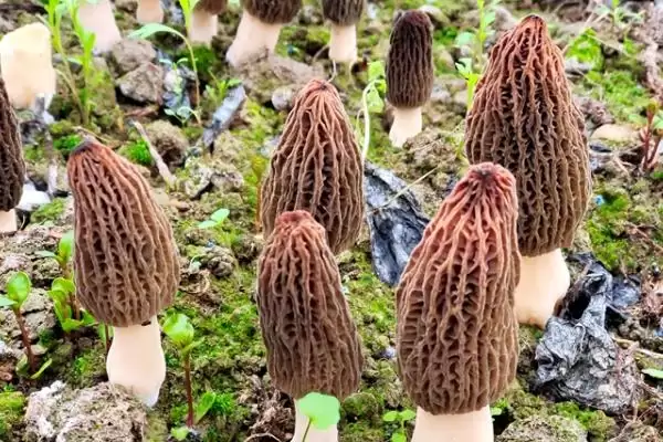 探寻羊肚菌幼菇发黄死亡原因的方法和重点?探寻羊肚菌幼菇发黄死亡原因要做好哪些细节?插图2 探寻羊肚菌幼菇发黄死亡原因的方法和重点?探寻羊肚菌幼菇发黄死亡原因要做好哪些细节?插图2