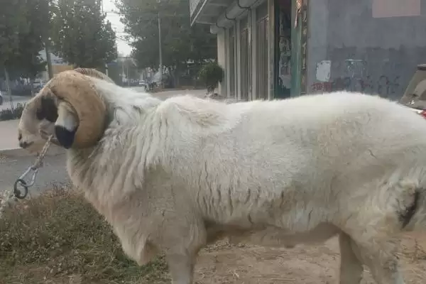 小尾寒羊特征的要点和解读?了解小尾寒羊需关注哪些关键特征信息?插图2 小尾寒羊特征的要点和解读?了解小尾寒羊需关注哪些关键特征信息?插图2