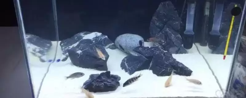 三湖慈鲷鱼缸开缸的方法是什么？三湖慈鲷鱼缸开缸方法与养鱼要点？-会东网