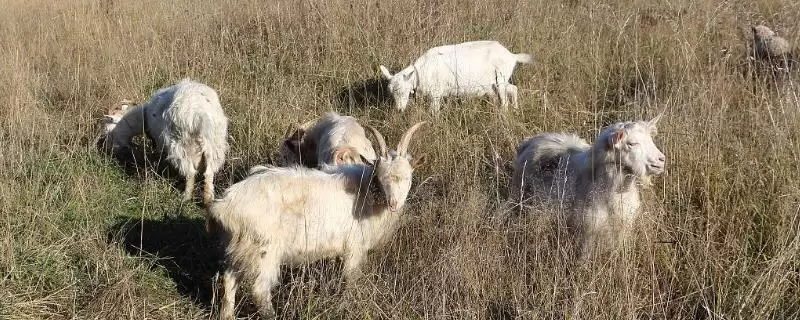 秋天养羊注意事项详解：配种、抓膘、免疫接种等工作-会东网