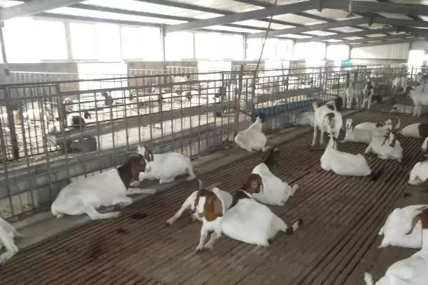 农村养羊棚建造指南:地势平坦、背风向阳处的搭建要点插图1 农村养羊棚建造指南:地势平坦、背风向阳处的搭建要点插图1