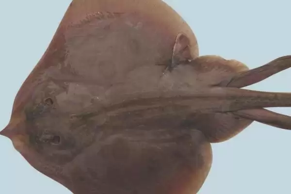 鳐鱼有哪些种类？鳐鱼种类认知与养鱼方法细节？插图4