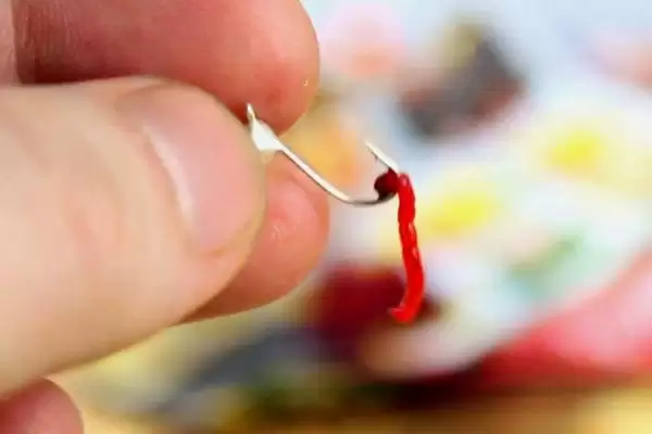 用红虫钓鱼直接挂钩还是用皮筋？红虫钓鱼技巧与养鱼重点？插图3