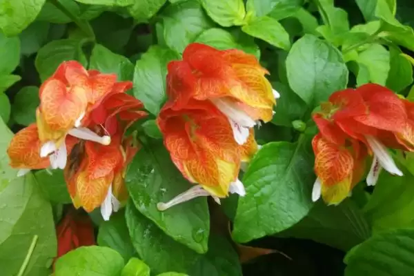 虾衣花养护的方法和要点？养护虾衣花要掌握哪些关键步骤？插图3