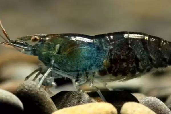 选择清理鱼缸粪便生物的方法和重点？选择清理鱼缸粪便生物要做好哪些细节？插图1