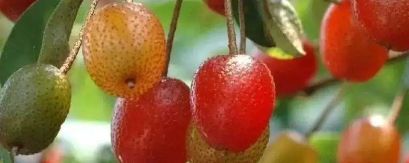 了解羊奶子的方法和重点？了解羊奶子要做好哪些细节？-会东网