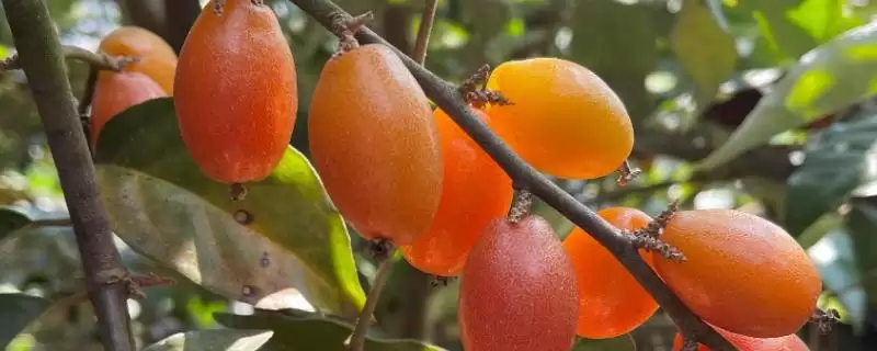 了解羊奶果生长环境的方法和重点？了解羊奶果生长环境要做好哪些细节？-会东网