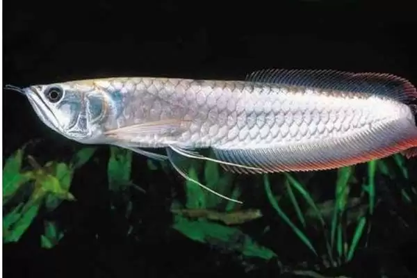 银龙鱼喂活泥鳅好不好？银龙鱼食物选择与养鱼要点？插图5