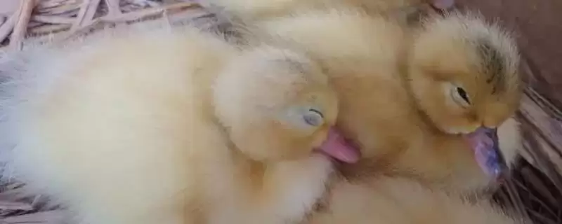 防治鸭病毒性肝炎的方法和重点？防治鸭病毒性肝炎要做好哪些细节？-会东网