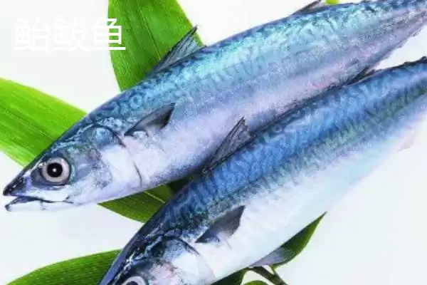 鲐鲅鱼和鲅鱼一样吗？鲐鲅鱼与鲅鱼辨别与养鱼关键细节？插图1
