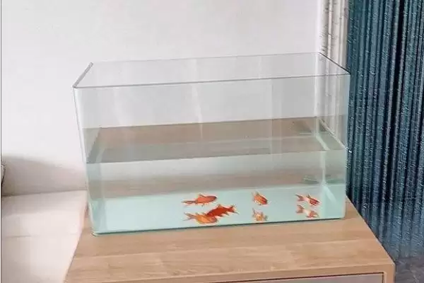 新手如何选合适鱼缸？鱼缸挑选技巧与养鱼重点方法？插图5