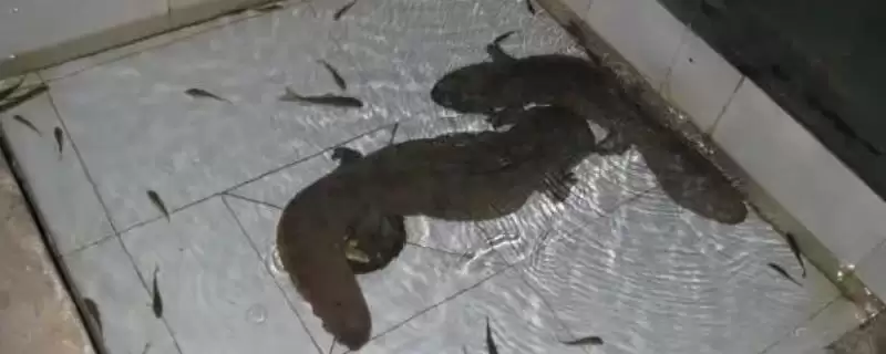 娃娃鱼对水质的要求是什么？娃娃鱼水质要求与养鱼关键细节？-会东网