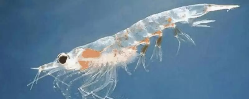 为什么磷虾不能吃?磷虾食用禁忌知识与养鱼关键细节?插图 为什么磷虾不能吃?磷虾食用禁忌知识与养鱼关键细节?插图