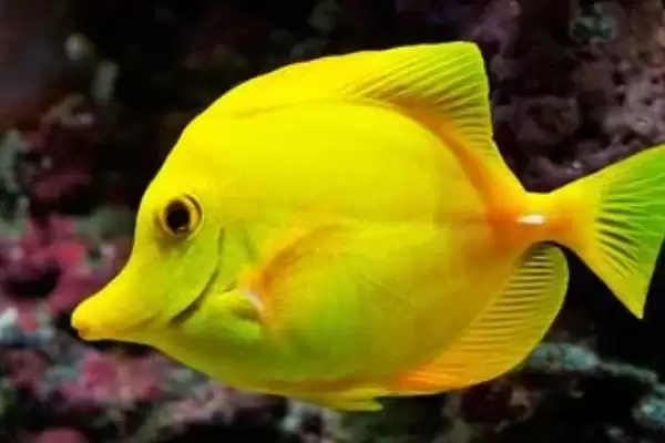 鱼会得抑郁症吗？鱼的心理状态与养鱼关键细节？插图1