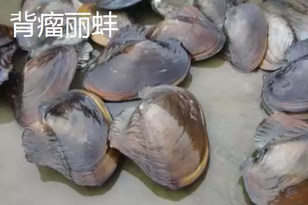 圆顶珠蚌产地在哪？圆顶珠蚌产地知识与养鱼要点？插图5