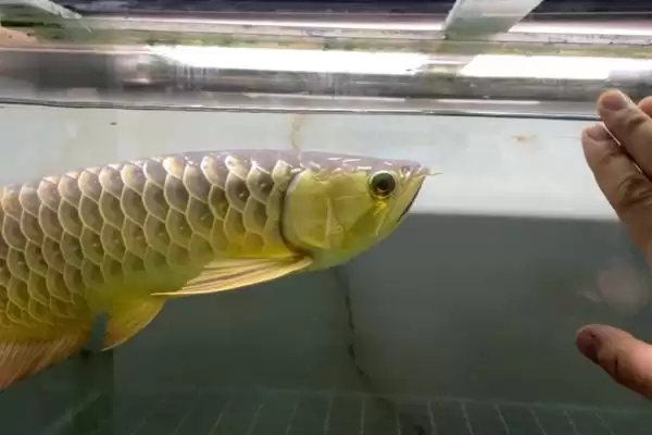 鱼得了白点病怎么治？白点病防治与养鱼重点事项？插图1