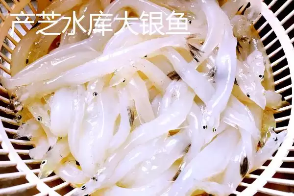 山东莱西的特产有哪些？特产知识与养鱼方法要点？插图3