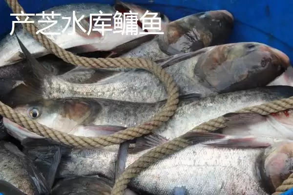山东莱西的特产有哪些？特产知识与养鱼方法要点？插图5