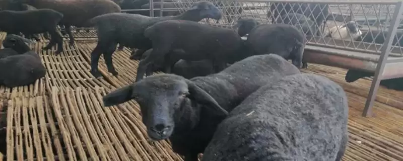 乌骨羊的价格？了解乌骨羊价格要分析哪些市场供需和品种品质影响因素？-会东网