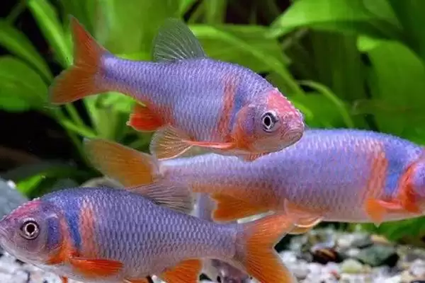 选择清理鱼缸粪便生物的方法和重点？选择清理鱼缸粪便生物要做好哪些细节？插图4