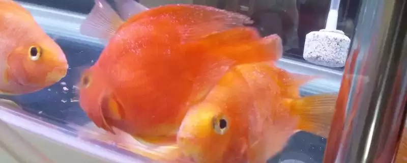 鱼得了白点病怎么治？白点病防治与养鱼重点事项？-会东网