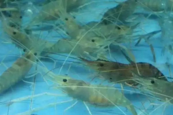 养殖野生河虾的方法和重点？养殖野生河虾要做好哪些细节？插图1