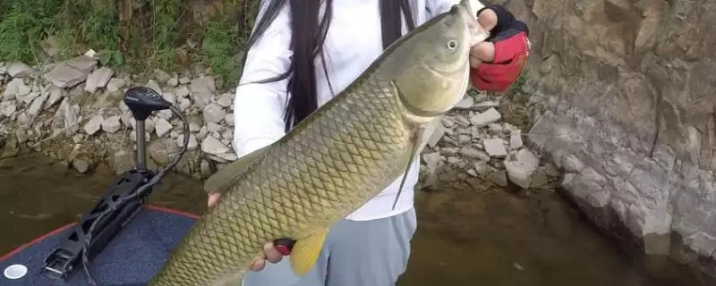 用啥钓草鱼容易上钩？草鱼垂钓饵料与养鱼重点细节？-会东网